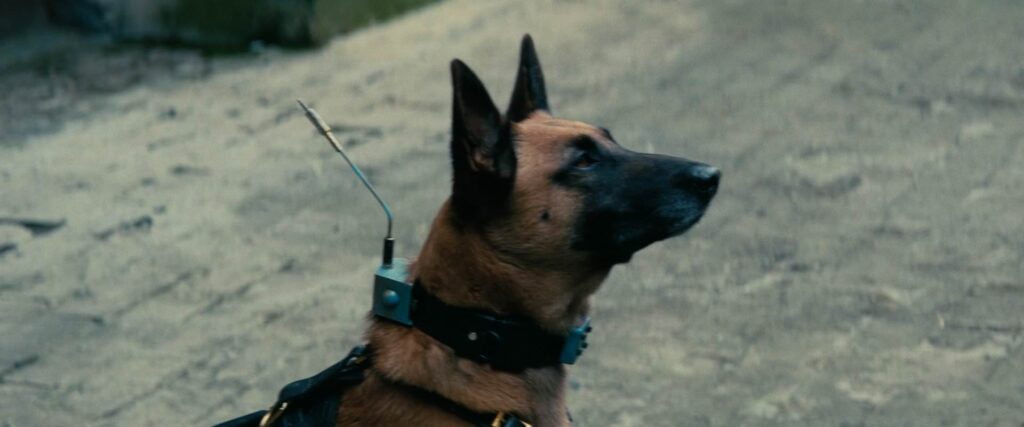 Dogmeat looking wonderful and steadfast. Wearing a robotic collar, from the TV Series Fallout Season 1 E2: The Target